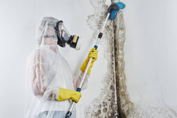 Best Kitchen Mold Remediation in Allouez, WI
