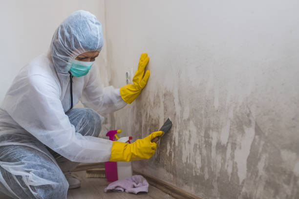 Professional Mold Remediation in Allouez, WI