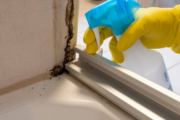 Best Preventive Mold Services in Allouez, WI