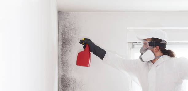 Best Post-Flood Mold Remediation in Allouez, WI