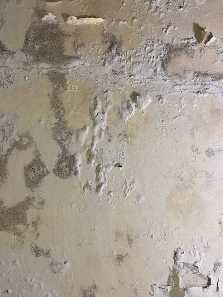 Best Residential Mold Remediation in Allouez, WI