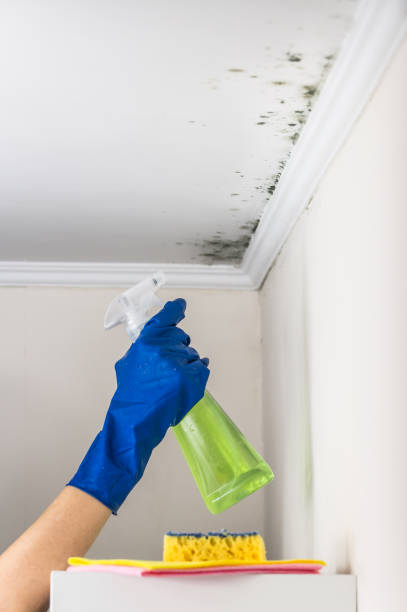Best Black Mold Remediation in Allouez, WI