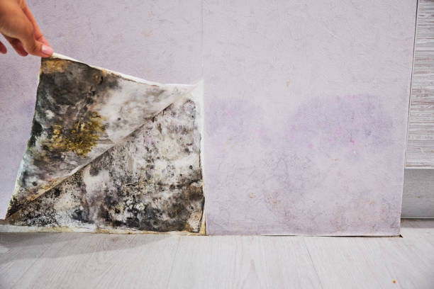 Best Bathroom Mold Remediation in Allouez, WI